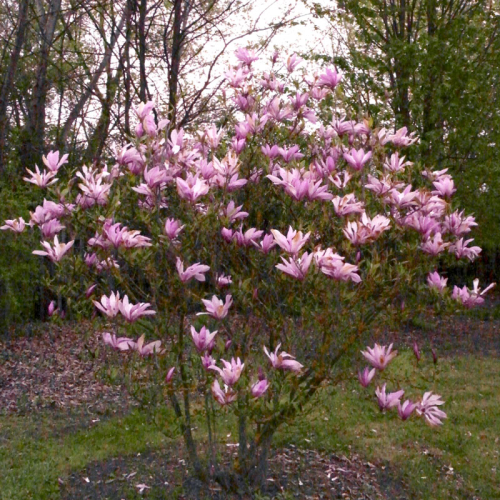 MAGNOLIA GALAXY