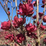 MAGNOLIA GENIE ® - Magnólia GENIE