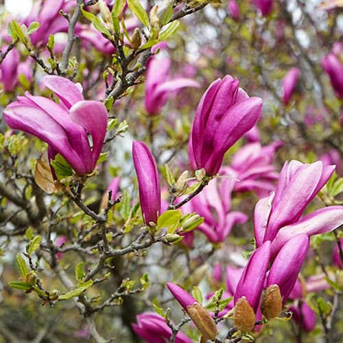 MAGNOLIA GEORGE HENRY KERN kont / 80-100