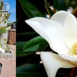 MAGNOLIA GRANDIFLORA ALTA kont 18 / 80-100 - Magnólia GRANDIFLORA ALTA