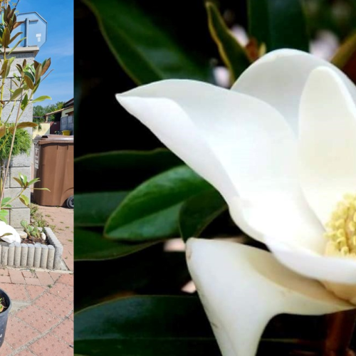 MAGNOLIA GRANDIFLORA ALTA kont 18 / 80-100