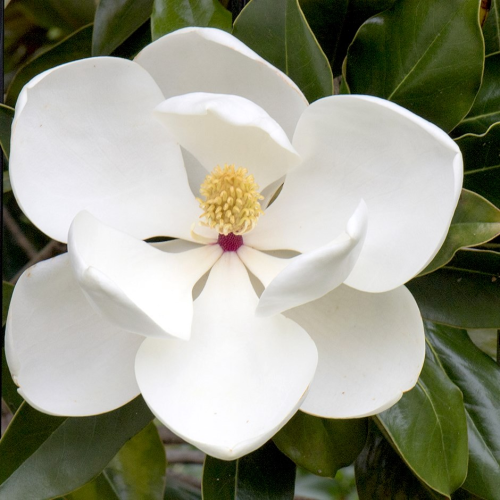 MAGNOLIA GRANDIFLORA GALLISSONIENSIS