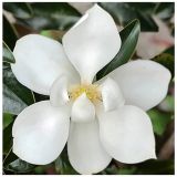 MAGNOLIA GRANDIFLORA LITTLE GEM kont 18 / 80-100 - Magnólia GRANDIFLORA LITTLE GEM