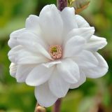 MAGNOLIA MAG´S PIROUETTE - Magnólia MAG´S PIROUETTE