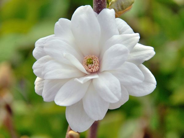 Magnolia Mag´s Pirouette - Magnólia Mag´s Pirouette