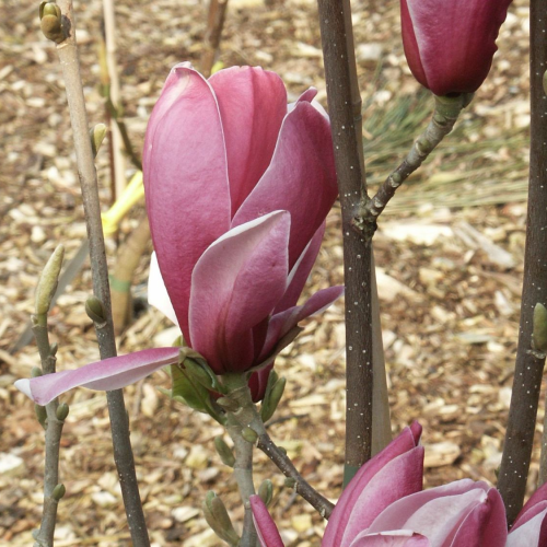 MAGNOLIA MARCH TILL FROST kont 20 /150-175