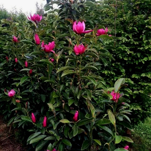 MAGNOLIA PINK PYRAMID kont 20 / 150-175