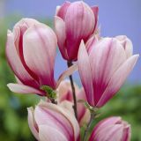 MAGNOLIA RED LUCKY kont / 150-200 - Magnólia RED LUCKY