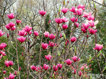 Magnolia Rose Marie Kont 20 /125-150 - Magnólia Rose Marie