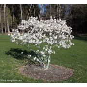 Magnolia Royal Star Kont 10 / 60-80