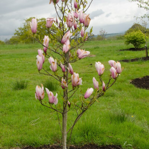 MAGNOLIA SENTINEL kont 20 / 150-175