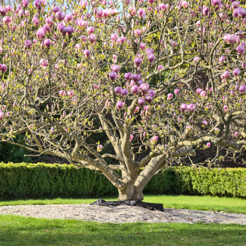 MAGNOLIA SOULANGEANA kont 10 / 80-100