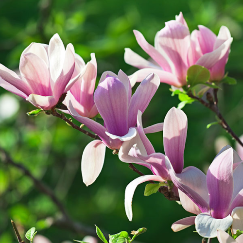 MAGNOLIA SOULANGEANA kont 10 / 80-100