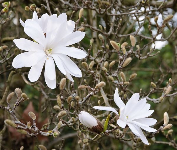 Magnolia Stellata - Magnólia Stellata