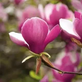 MAGNOLIA SUSAN - Magnólia SUSAN