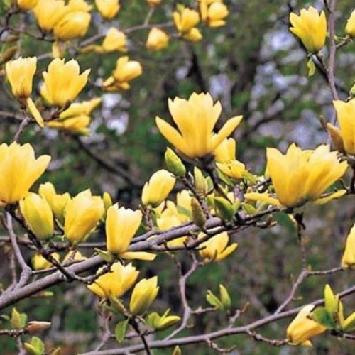 MAGNOLIA YELLOW RIVER