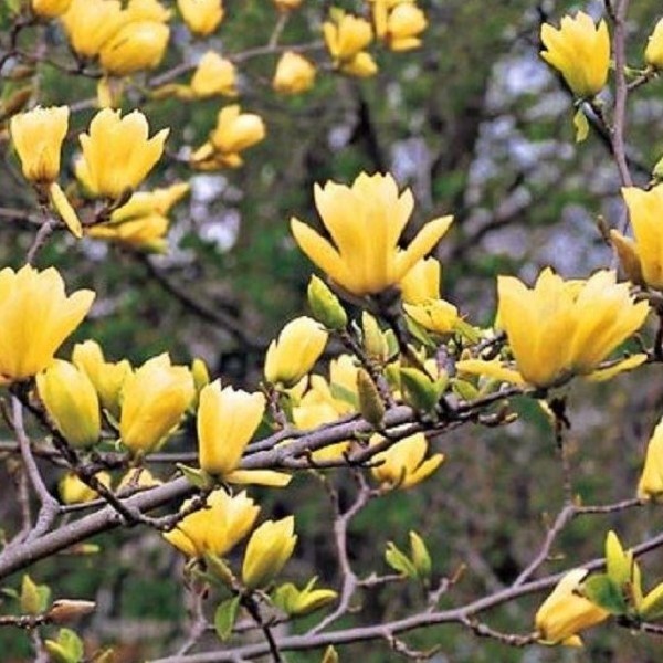 Magnolia Yellow River - Magnólia Yellow River