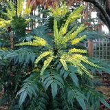 MAHONIA MEDIA CHARITY kont 18 / 80-100 - Mahonia MEDIA CHARITY