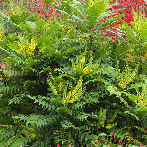 MAHONIA MEDIA WINTER SUN