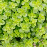 MAJORANA (druhy) kont - Majorán