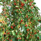 MALUS RED JADE kont 25 / 08-10 / štandard -