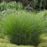 MISCANTHUS GRACILINUS(VICTORIA) kont 5 - Ozdobnica ČÍNSKA VICTORIA