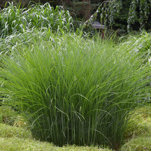 MISCANTHUS GRACILINUS(VICTORIA) kont 5