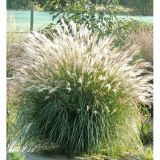 MISCANTHUS SINENSIS ADAGIO kont / 60-80 - Ozdobnica ČÍNSKA ADAGIO