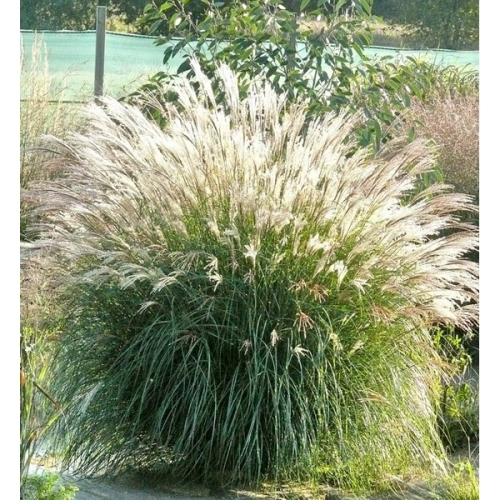 MISCANTHUS SINENSIS ADAGIO kont / 60-80