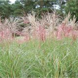 MISCANTHUS SINENSIS FERNER OSTEN kont 10 / 20-30 - Ozdobnica ČÍNSKA FERNER OSTEN