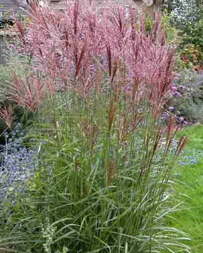 MISCANTHUS SINENSIS FLAMINGO kont / 80-100