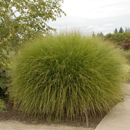 MISCANTHUS SINENSIS GRACILIMUS kont 10 / 20-30