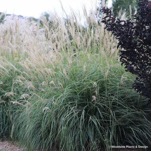 MISCANTHUS SINENSIS KLEINE FONTAINE kont / 80-100