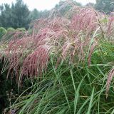 MISCANTHUS SINENSIS STRICTUS kont / 80-100 - Ozdobnica ČÍNSKA