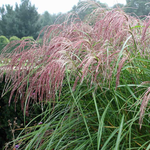 MISCANTHUS SINENSIS STRICTUS kont / 80-100