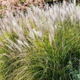 MISCANTHUS (druhy) - Ozdobnica