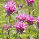 MONARDA CROFTWAY PINK kont 2