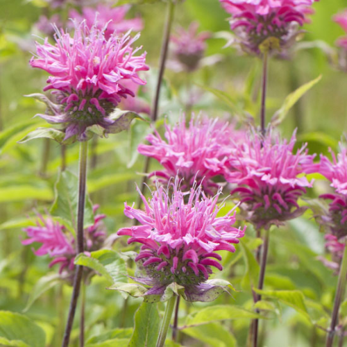 MONARDA CROFTWAY PINK kont 2,5