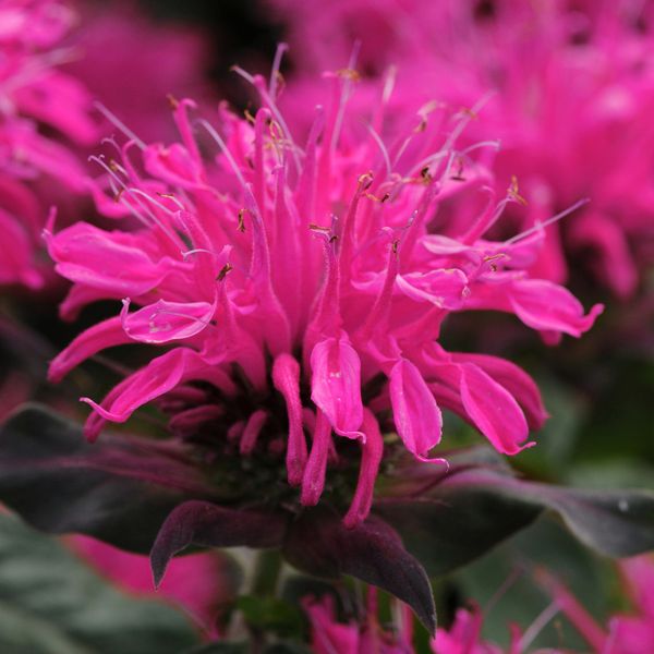 Monarda (Druhy) Kont P12 - Monarda