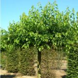 MORUS ALBA GLOBOSA kont 45 / 08-10 / štandard - Moruša GLOBOSA