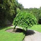 MORUS ALBA PENDULA - Moruša BIELA PENDULA