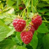 Malina - 3 ks / DEMETER - Malina - DEMETER