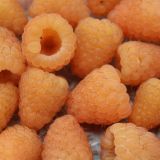 Malina AUTUMN AMBER ® kont 2 / 30-40 - Malina AUTUMN AMBER ® kont 2 / 30-41