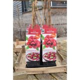 Malina AUTUMN BELLE ® / FLORMAX kont - Malina AUTUMN BELLE ® / FLORMAX kont