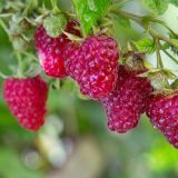 Malina AUTUMN BLISS / FLORMAX kont - Malina AUTUMN BLISS / FLORMAX kont