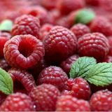 Malina GLEN AMPLE ® kont 2 / 30-40 - Malina GLEN AMPLE ® kont 2 / 30-41