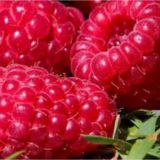 Malina GORDOST ROSYI / FLORMAX kont - Malina GORDOST ROSYI / FLORMAX kont