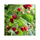 Malina HERITAGE kont 2 / 30-40 - Malina HERITAGE kont 2 / 30-41