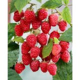 Malina HIMBO TOP ® kont 2 / 30-40 - Malina HIMBO TOP ® kont 2 / 30-41