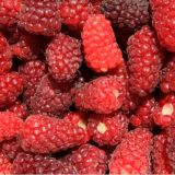 Malina LOGANBERRY kont 2 / 30-40 - Malina LOGANBERRY kont 2 / 30-41